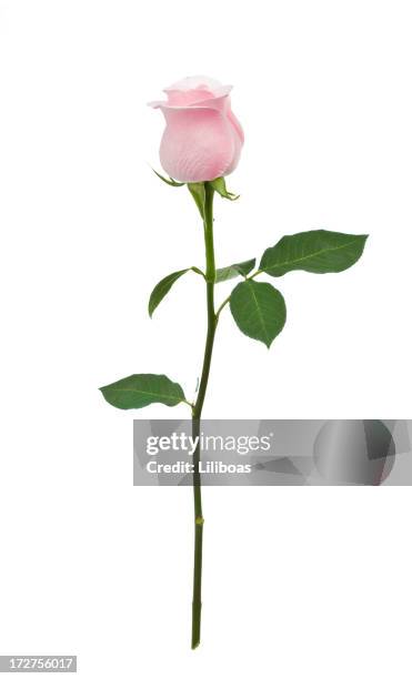 isolated pink rose xl - plant stem 個照片及圖片檔