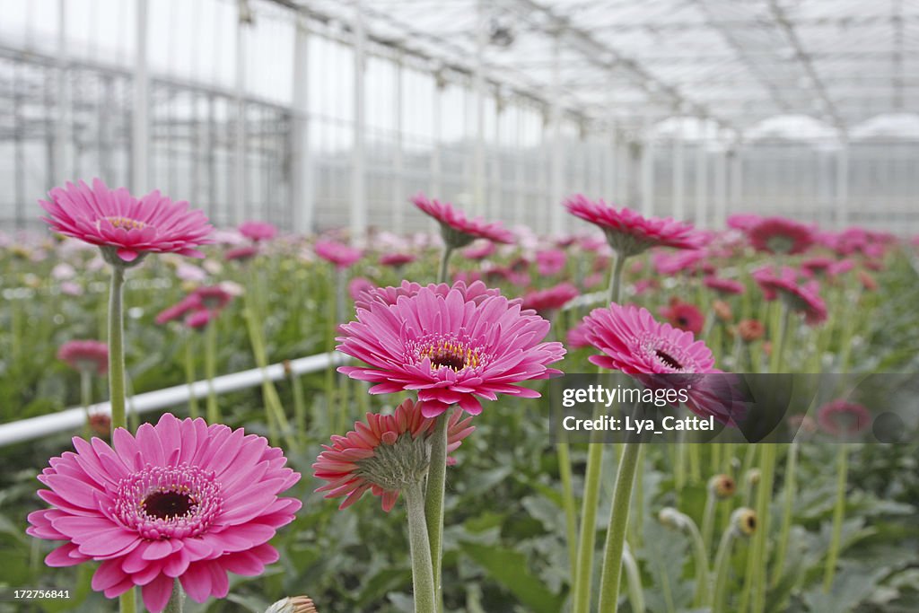 Greenhouse # 5