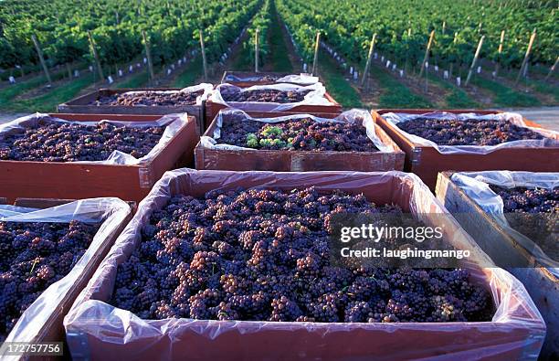 pinot gris grape harvest okanagan - okanagan vineyard stockfoto's en -beelden