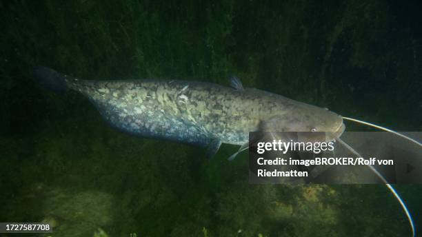 catfish (silurus glanis) at night, zollbruecke dive site, rheinau, canton zurich, rhine, high rhine, switzerland, germany - silurus glanis stock pictures, royalty-free photos & images
