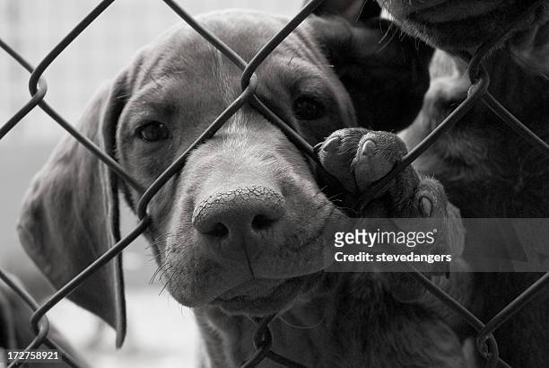 a cute dog needing to be saved behind a fence - stevedangers stock pictures, royalty-free photos & images