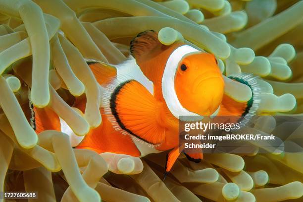 Close-up symbiotic behaviour of anemonefish ocellaris clownfish (Amphiprion ocellaris) Nemo and giant carpet anemone (Stichodactyla gigantea), Pacific Ocean, Indo-Pacific Ocean, Philippine Sea, Sabang Beach, Mindoro, Philippines
