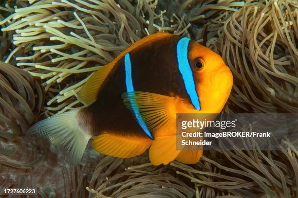 close-up of symbiotic behaviour symbiosis of orange fin anemonefish (amphiprion chrysopterus) with sebae anemone (heteractis crispa), pacific ocean, yap island, yap state, caroline islands, fsm, federated states of micronesia - sebae sea anemone stock pictures, royalty-free photos & images