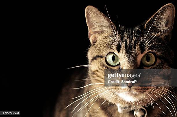 portrait of wide-eyed striped cat with a bell on its collar - cat with collar stockfoto's en -beelden