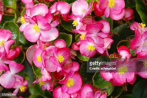 macro of an ice begonia - begonia stock pictures, royalty-free photos & images