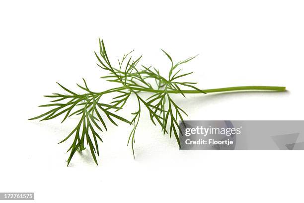 fresh herbs: dill - dill stock pictures, royalty-free photos & images