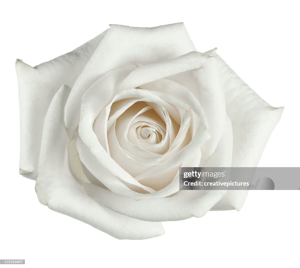 White rose close up with petals