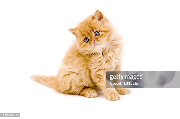 kleine katze und leguan - cute kitten stock-fotos und bilder