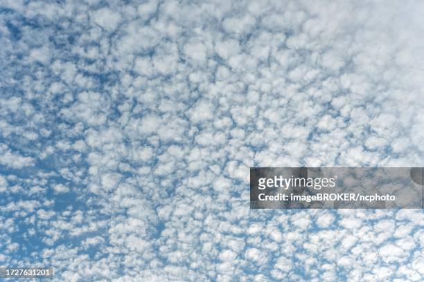 mottled sky formed by altocumulus stratiformis clouds. bas-rhin, collectivite europeenne d'alsace, grand est, france - altocumulus stock pictures, royalty-free photos & images