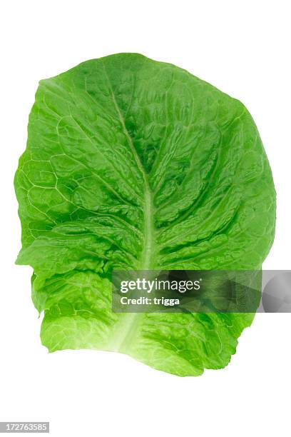 single cos lettuce leaf - bindsla stockfoto's en -beelden