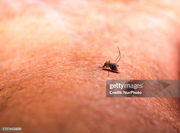 An adult female Anopheles mosquito in the evening bites a human body to begin its blood meal at Tehatta, West Bengal; India on . According to WHO's...