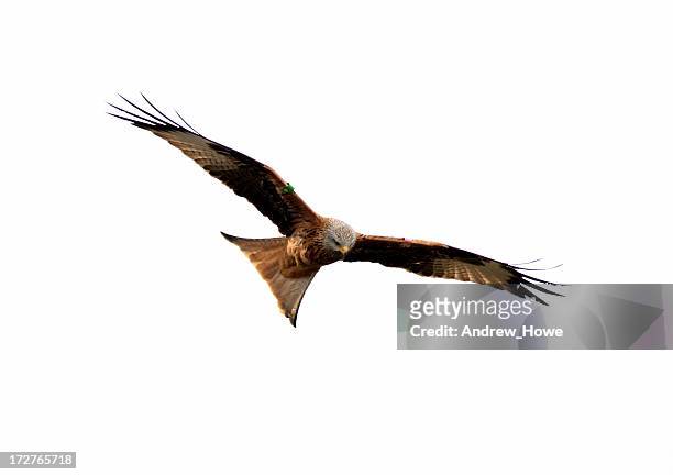 red kite (milvus-milvus) - kite bird stock pictures, royalty-free photos & images