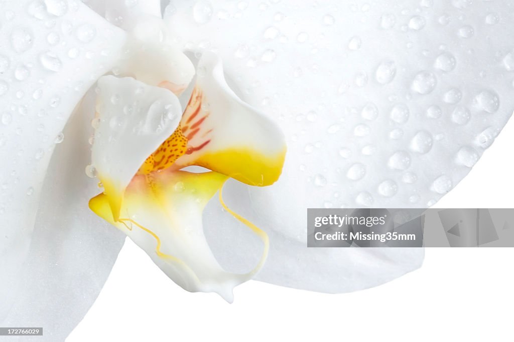 Mother Orchidee, isoliert auf weiss