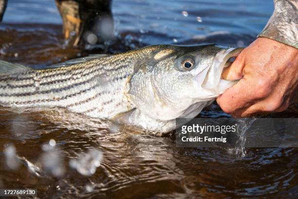 striped bass - surf casting stock pictures, royalty-free photos & images