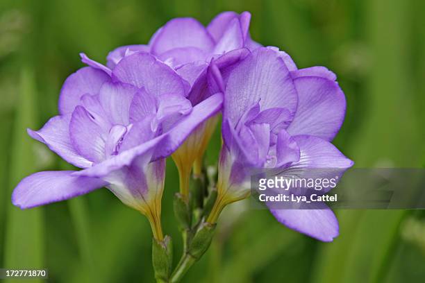freesia # 2 - freesia flowers stock pictures, royalty-free photos & images