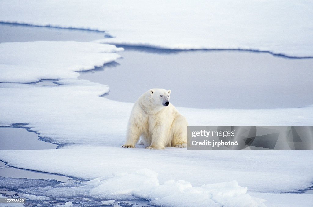 Polar bear sitting