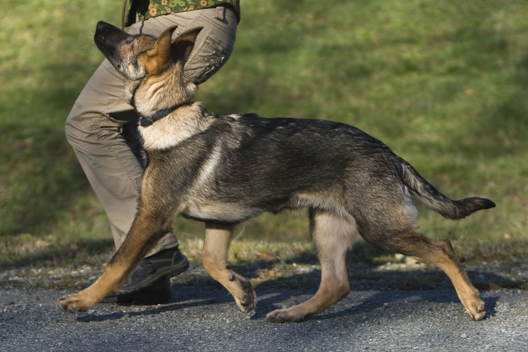 Puppy obedience Puppy obedience