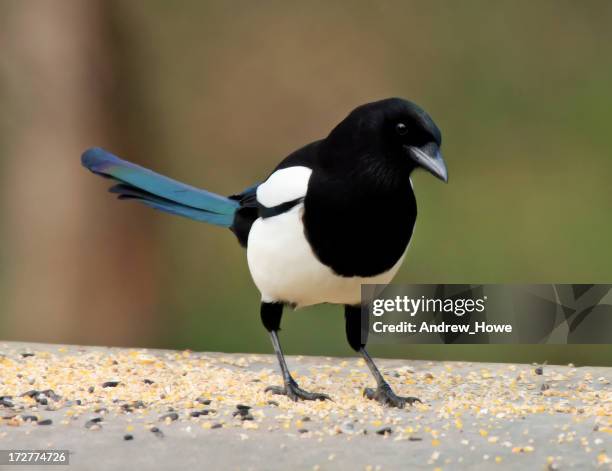 magpie (pica-pica) - ekster stockfoto's en -beelden