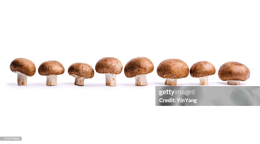 Edible Portabello Mushrooms, Vegetables in a Row, Isolated on White