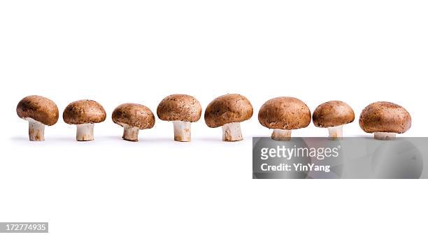 edible portabello mushrooms, vegetables in a row, isolated on white - portobello mushroom stock pictures, royalty-free photos & images