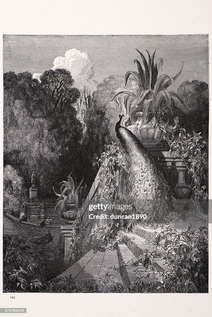 The peacock
