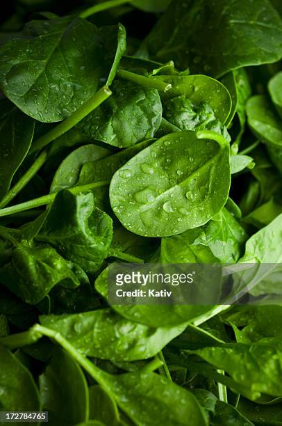 baby-spinat - fresh baby spinach stock-fotos und bilder