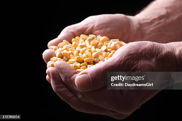 handful of corn for planting close up isolated - corn on black stockfoto's en -beelden