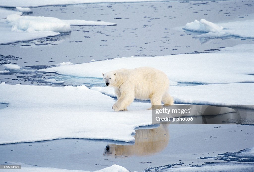 Bear with reflection