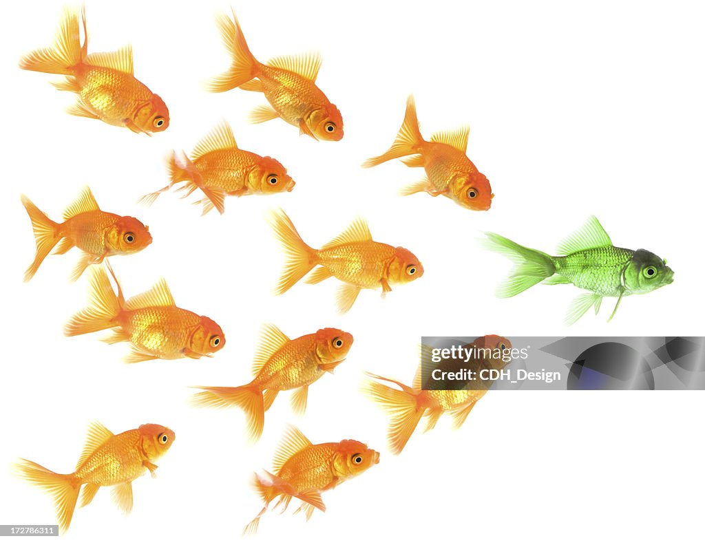Goldfish follow their leader
