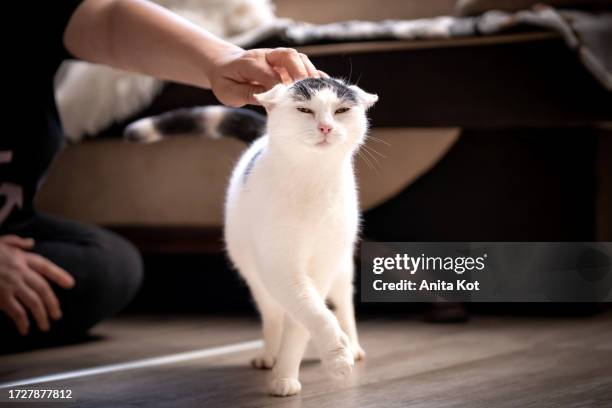 human - cat - relationship - anita stock pictures, royalty-free photos & images