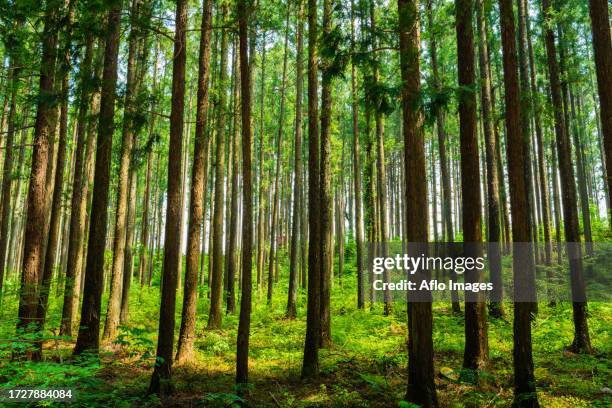cedar forest in nikko, tochigi prefecture, japan - cryptomeria japonica stock pictures, royalty-free photos & images