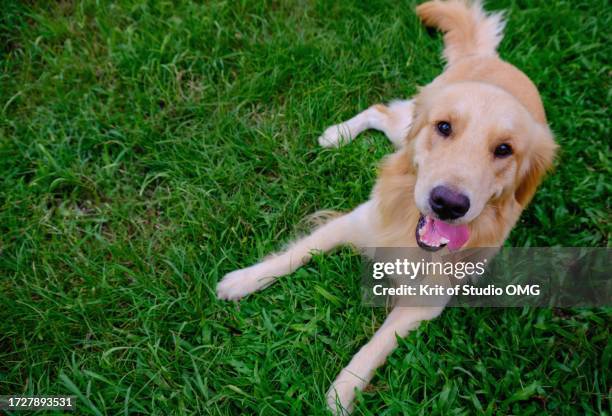 a golden retriever lying on the grass - golden retriever stock pictures, royalty-free photos & images