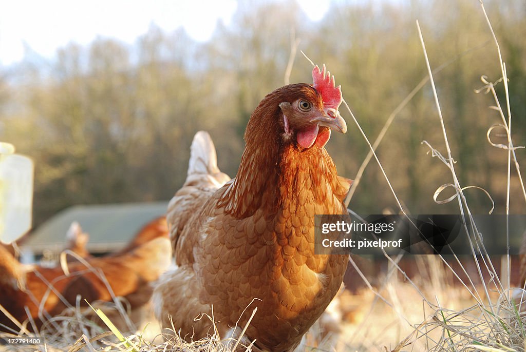 Frango orgânico farm