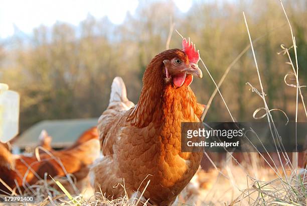 organic chicken farm - fjäderfä bildbanksfoton och bilder
