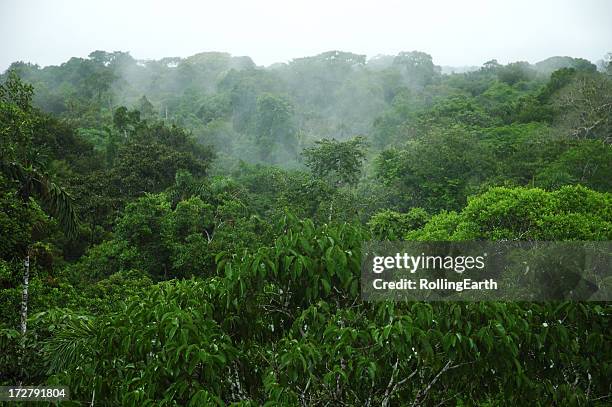 amazonas canopy - perú stock-fotos und bilder