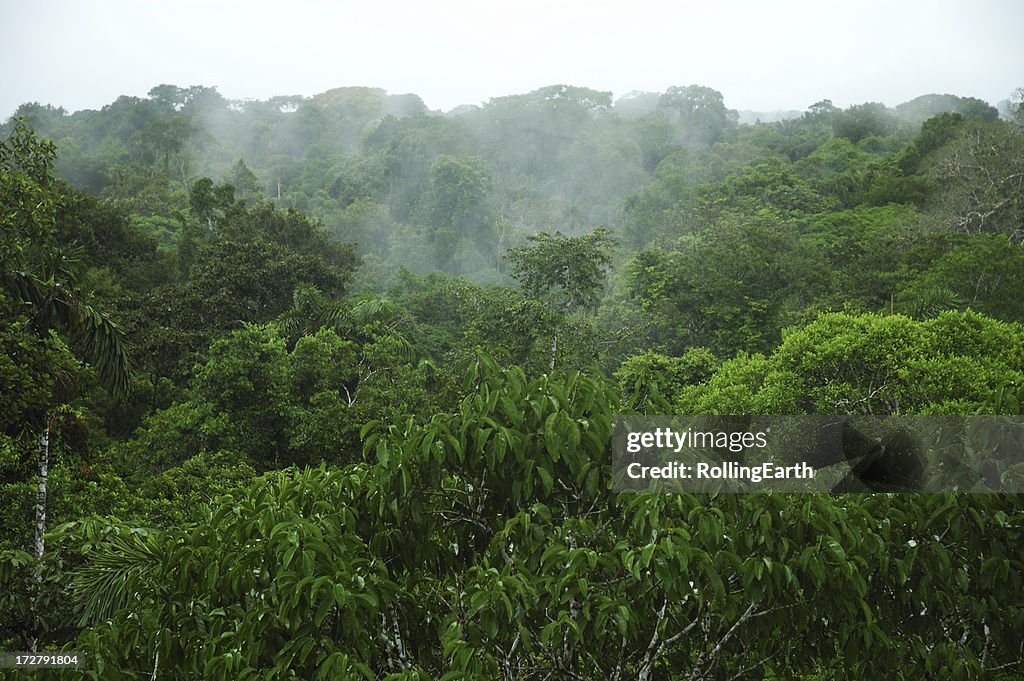 Amazon Canopy
