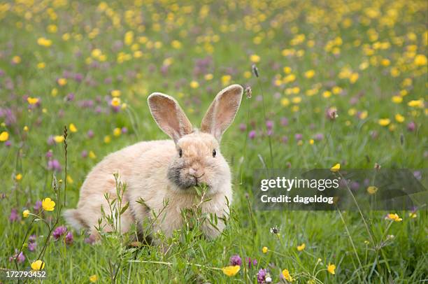 easter bunny - baby rabbit stock pictures, royalty-free photos & images