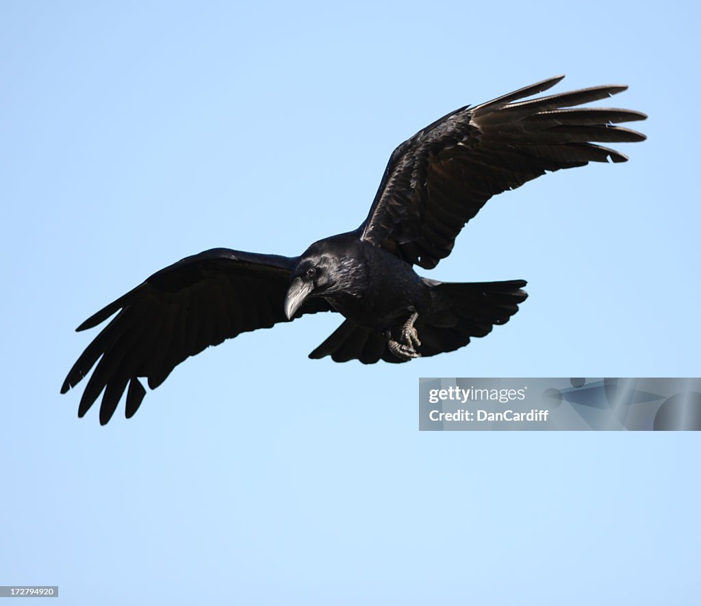 Raven with open wings flying on blue sky