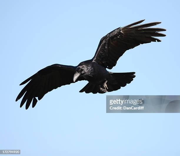 raven with open wings flying on blue sky - ravens stock pictures, royalty-free photos & images