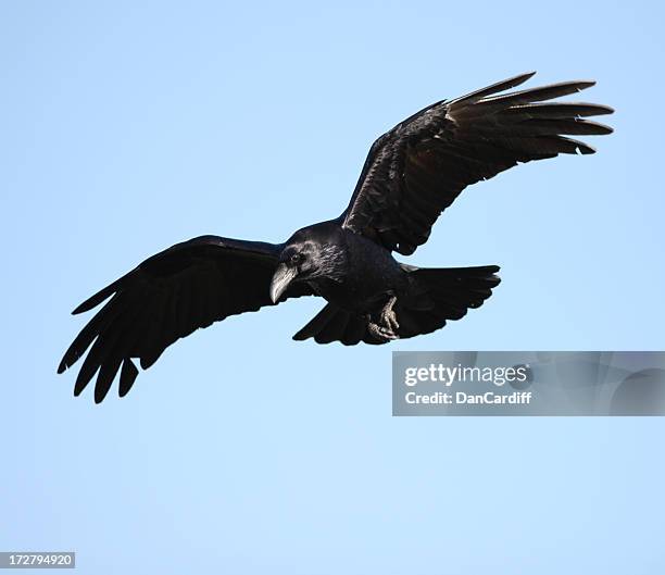 raven - ravens - fotografias e filmes do acervo