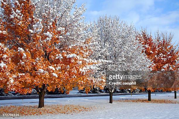winter snow with three trees in a row - autumn frost stock pictures, royalty-free photos & images