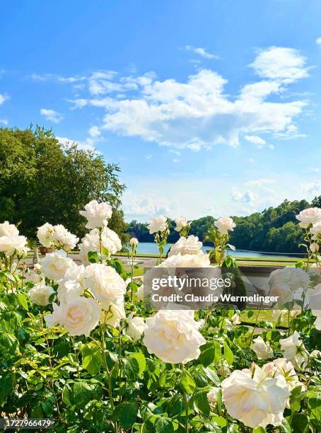 white rose garden in summer - jardín de rosas fotografías e imágenes de stock