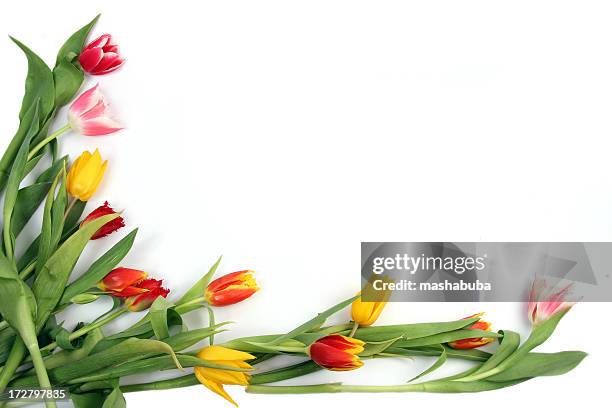 tulips - lily bouquet stock pictures, royalty-free photos & images