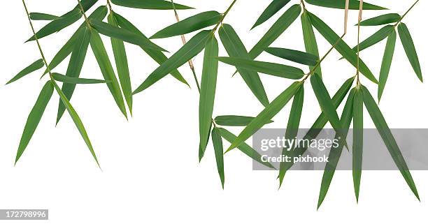 bamboo leaves - bamboo leaf stock pictures, royalty-free photos & images