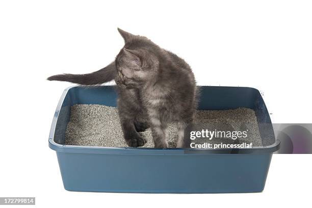 using the litterbox - cat litter stock pictures, royalty-free photos & images