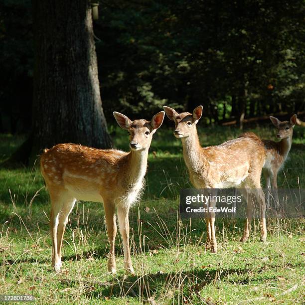 young ciervo corzo - fallow deer fotografías e imágenes de stock