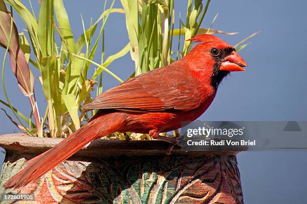 male cardinal on flower pot. - blue cardinal bird imagens e fotografias de stock