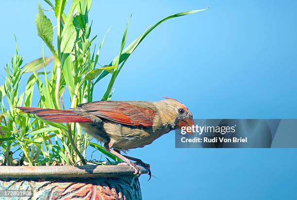 cardinal female with seed in mouth. - blue cardinal bird imagens e fotografias de stock