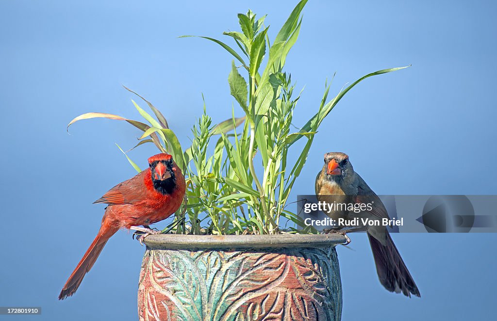Male and female cardinals.