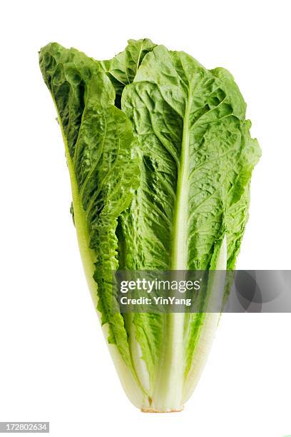 romaine lettuce, fresh raw green leaf vegetable isolated on white - bindsla stockfoto's en -beelden